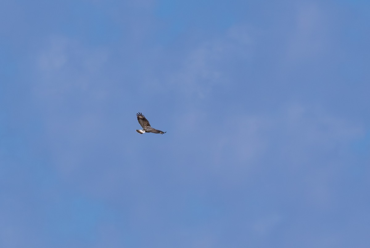 Тарлан сар - ML646833826