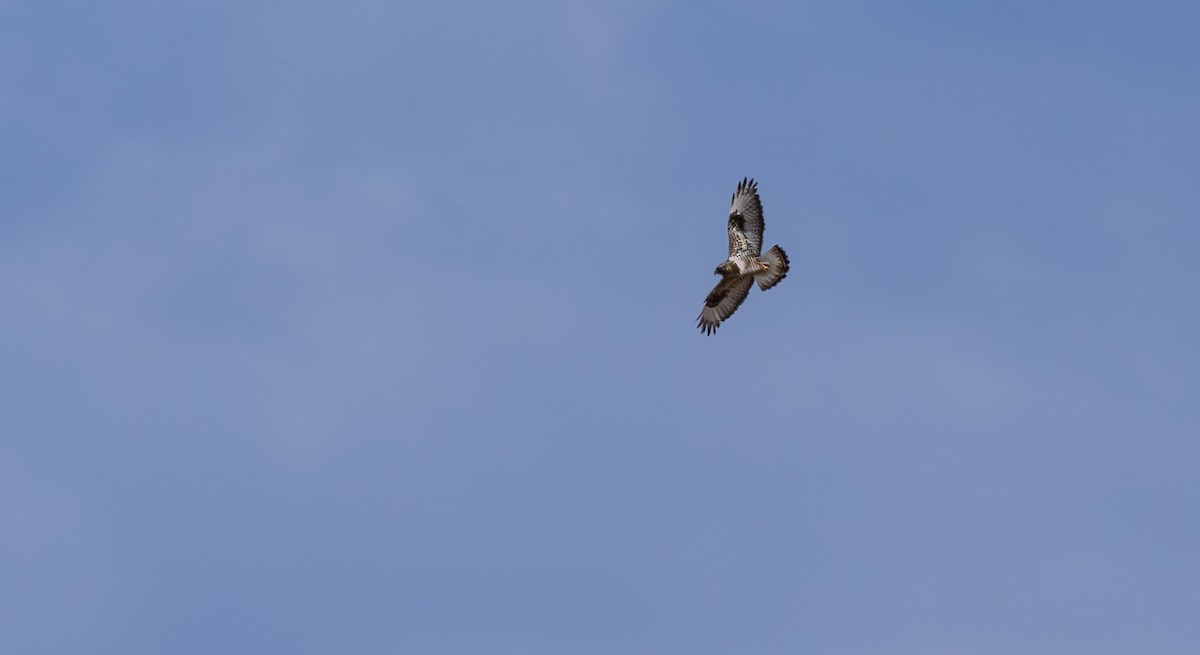 Тарлан сар - ML646833827