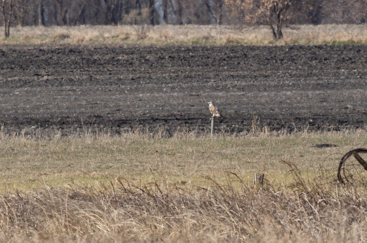 Тарлан сар - ML646833828