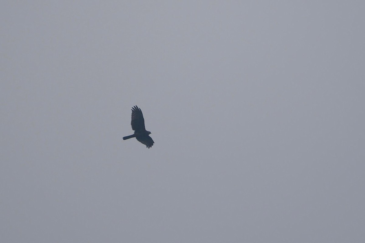 Accipitrine hawk sp. (former Accipiter sp.) - ML646833829
