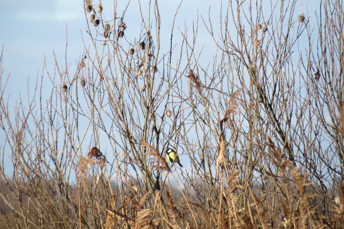 Их хөх бух - ML646833831