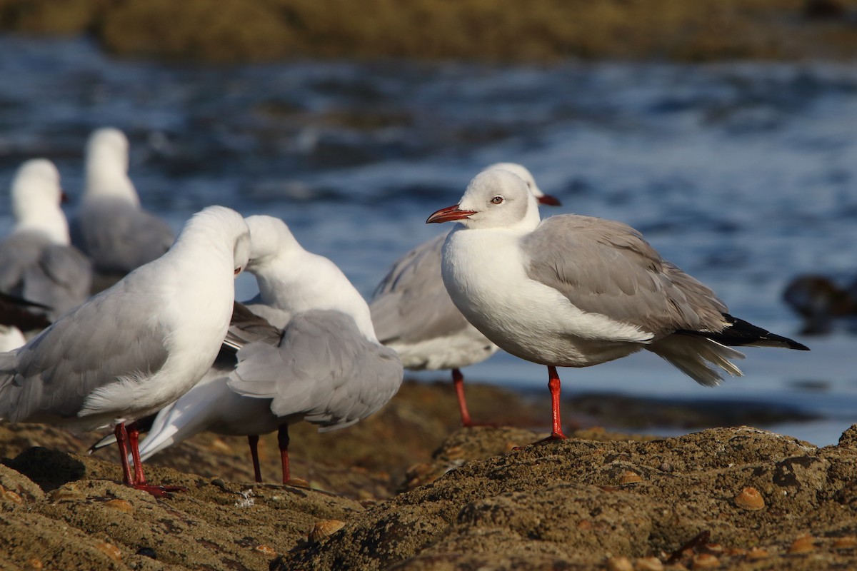 Gray-hooded Gull - ML646833832