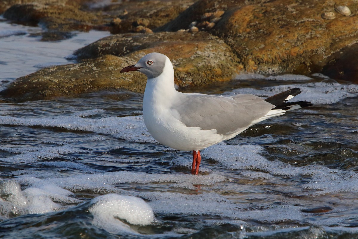 Gray-hooded Gull - ML646833833