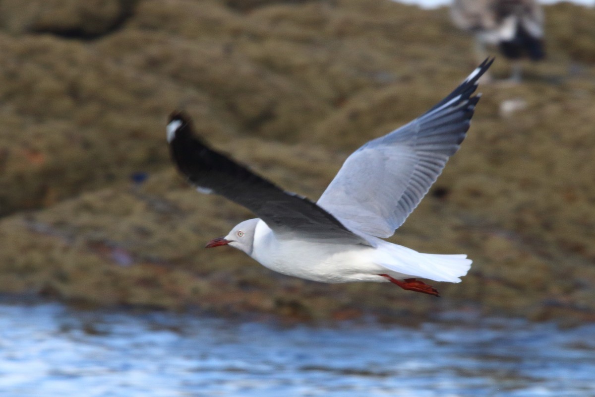 Gray-hooded Gull - ML646833834