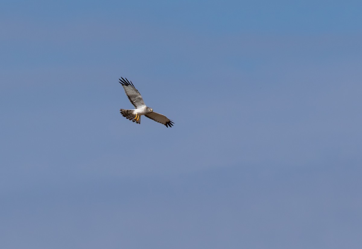 Northern Harrier - ML646833837