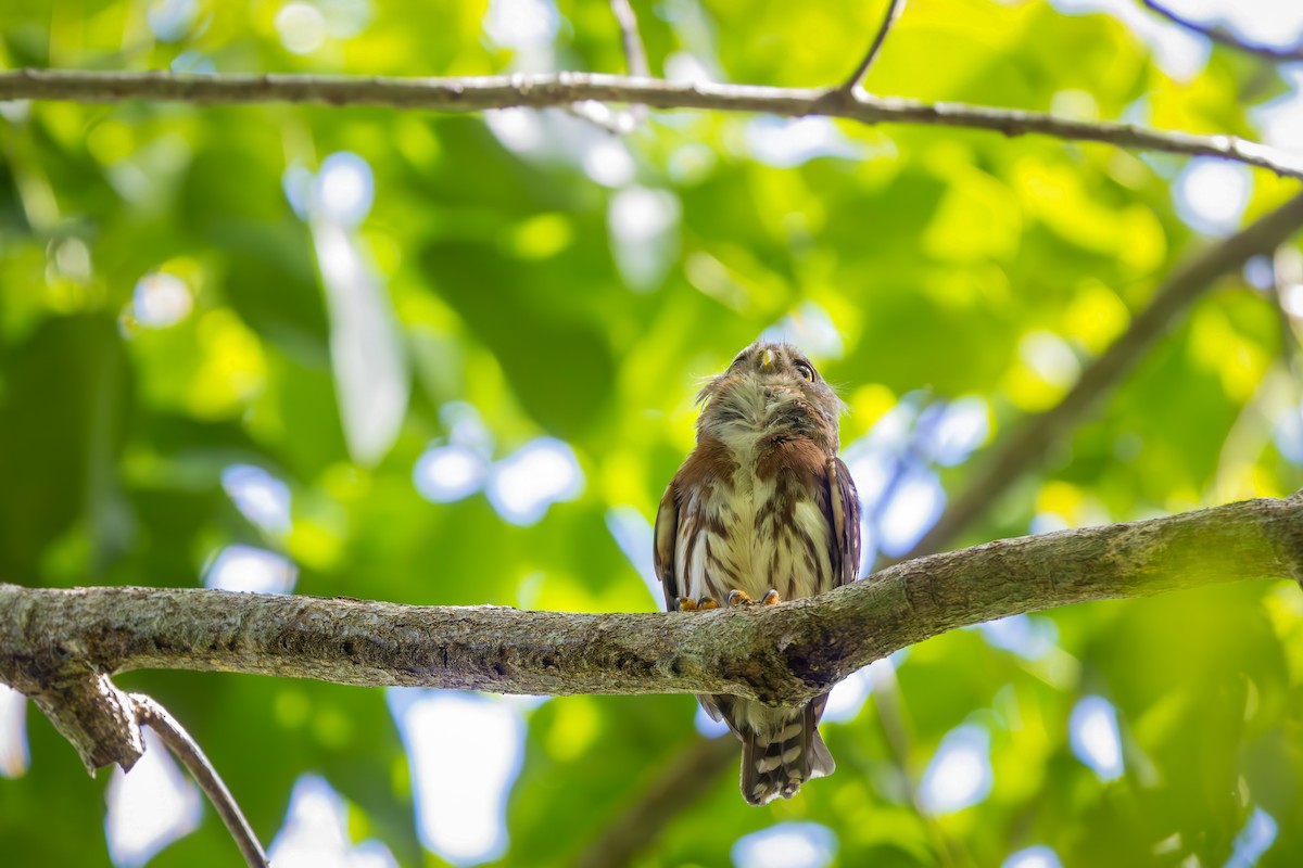 Kleinstzwergkauz - ML646833840