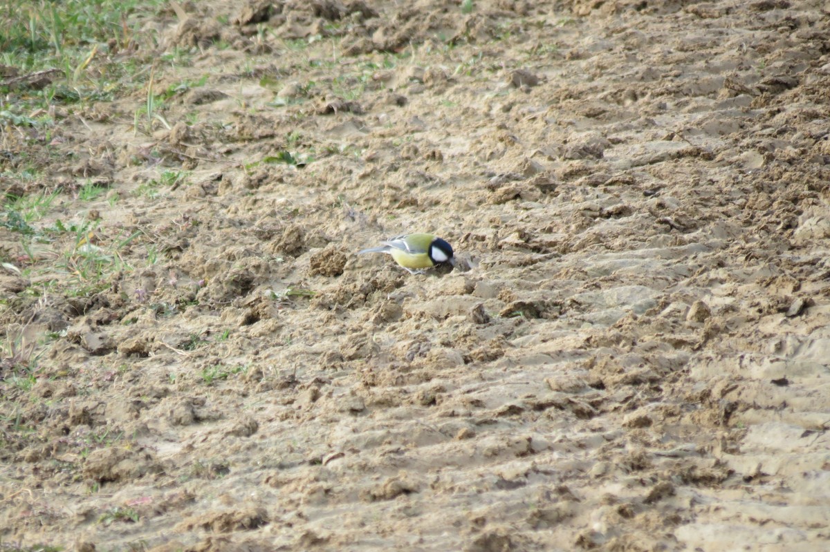 Их хөх бух - ML646833841