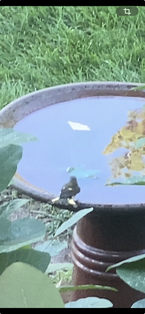 American Redstart - ML646833842