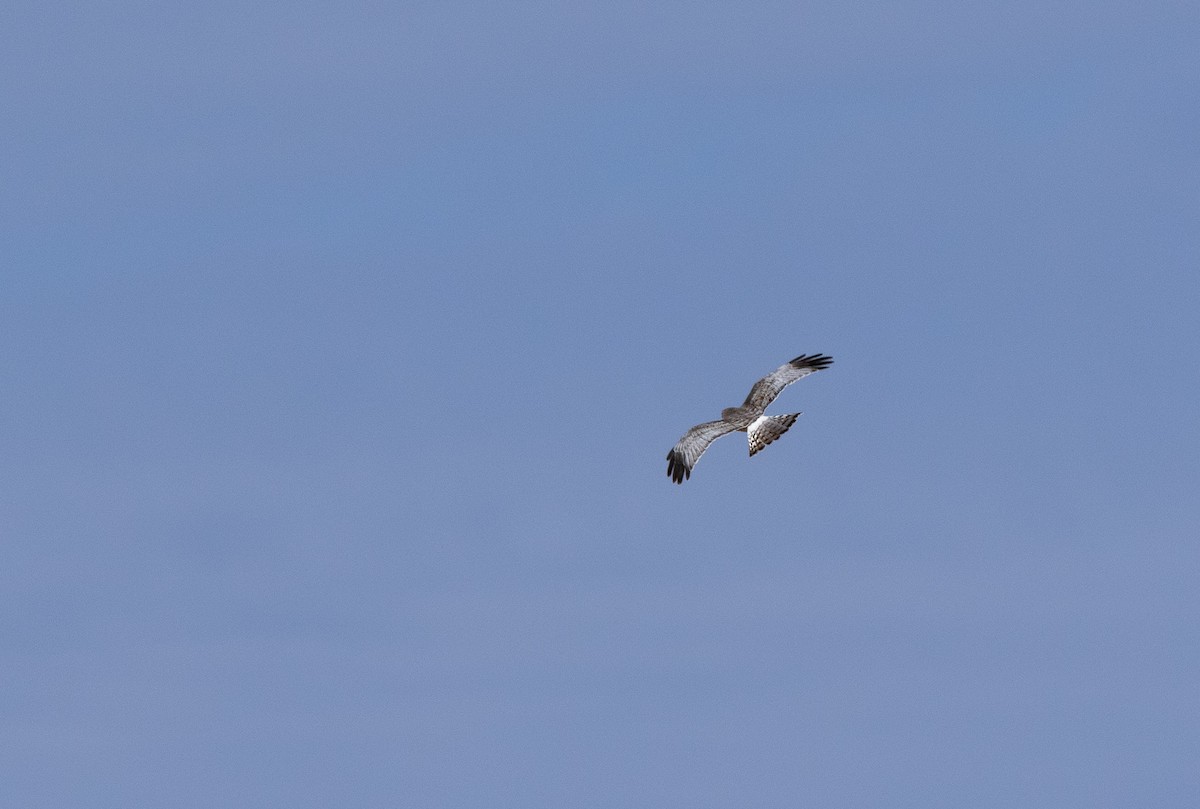 Northern Harrier - ML646833843