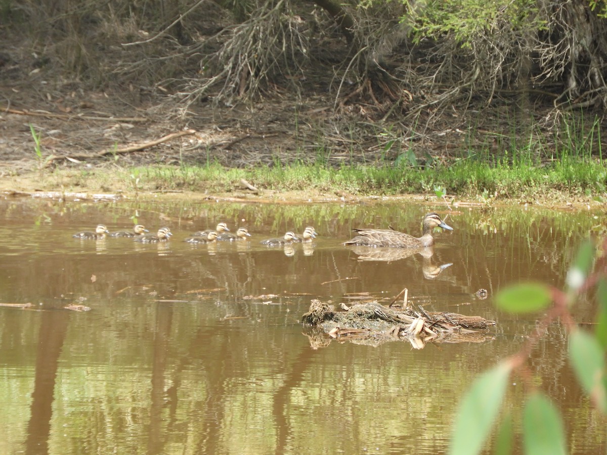 Pacific Black Duck - ML646833844