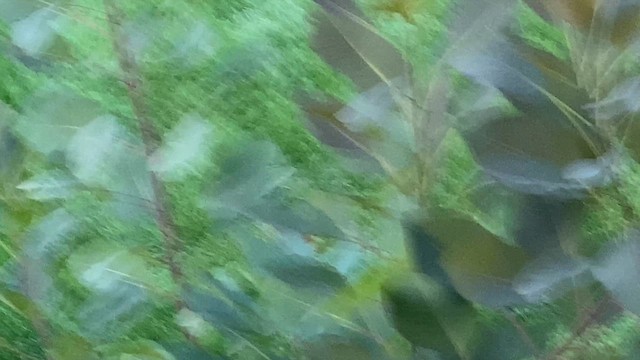 American Redstart - ML646833845