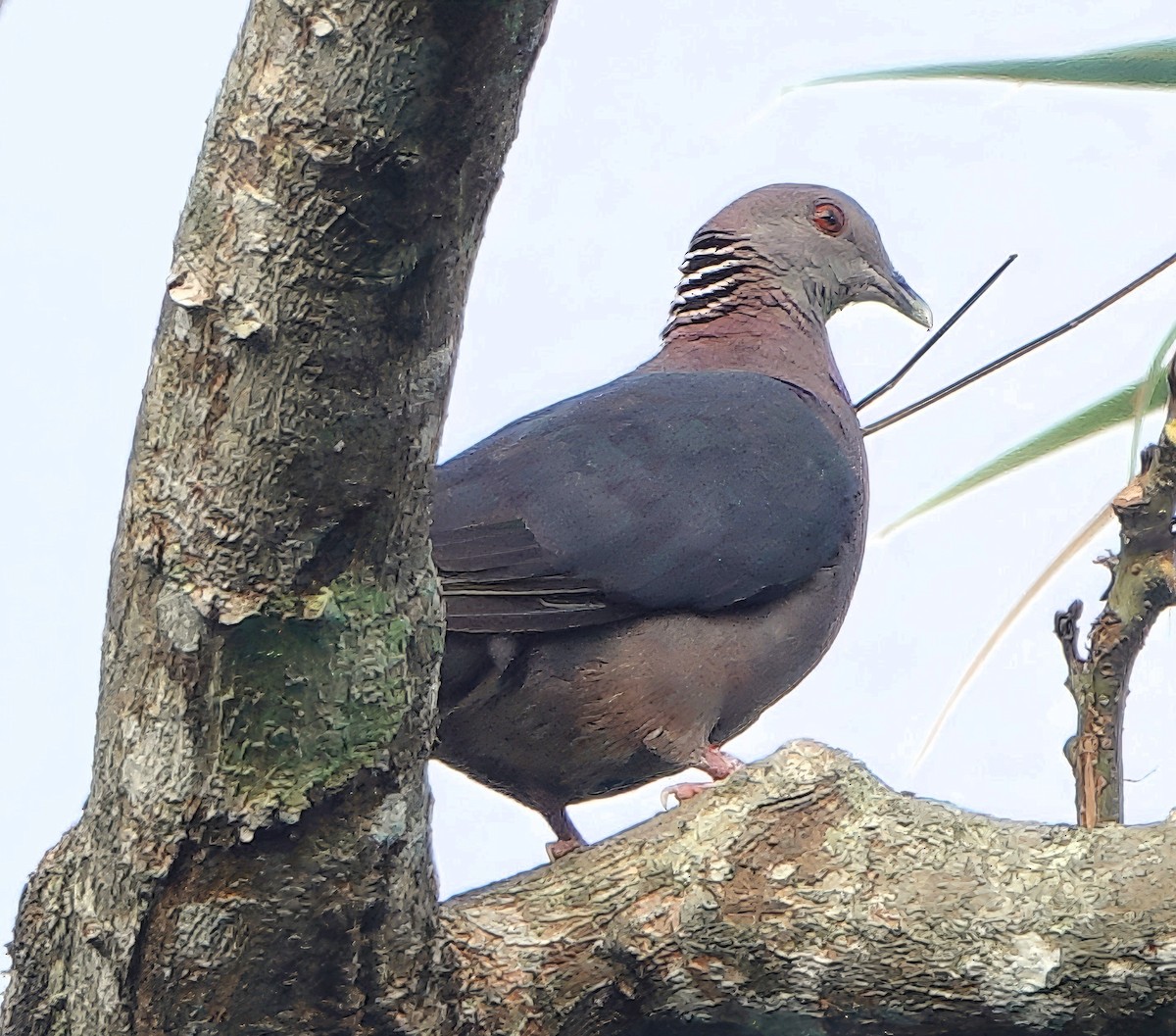 セイロンカノコモリバト - ML646833846