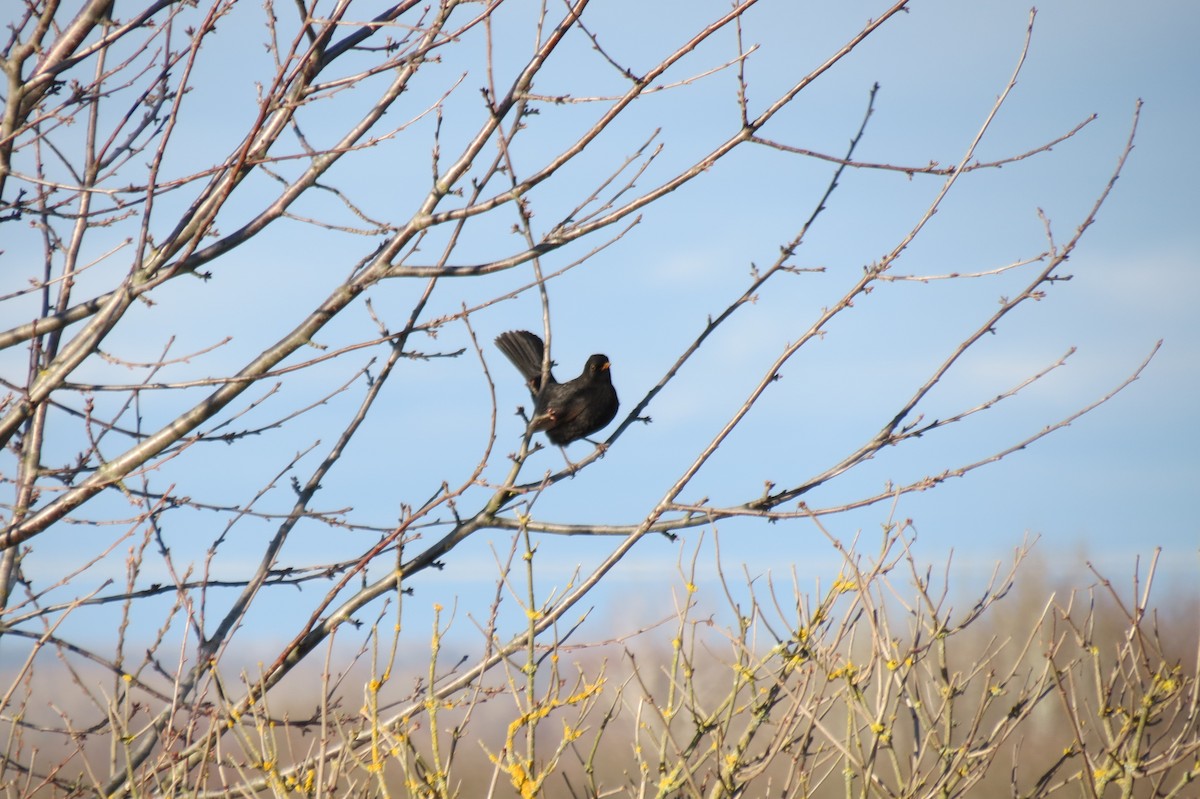 Хар хөөндэй - ML646833847