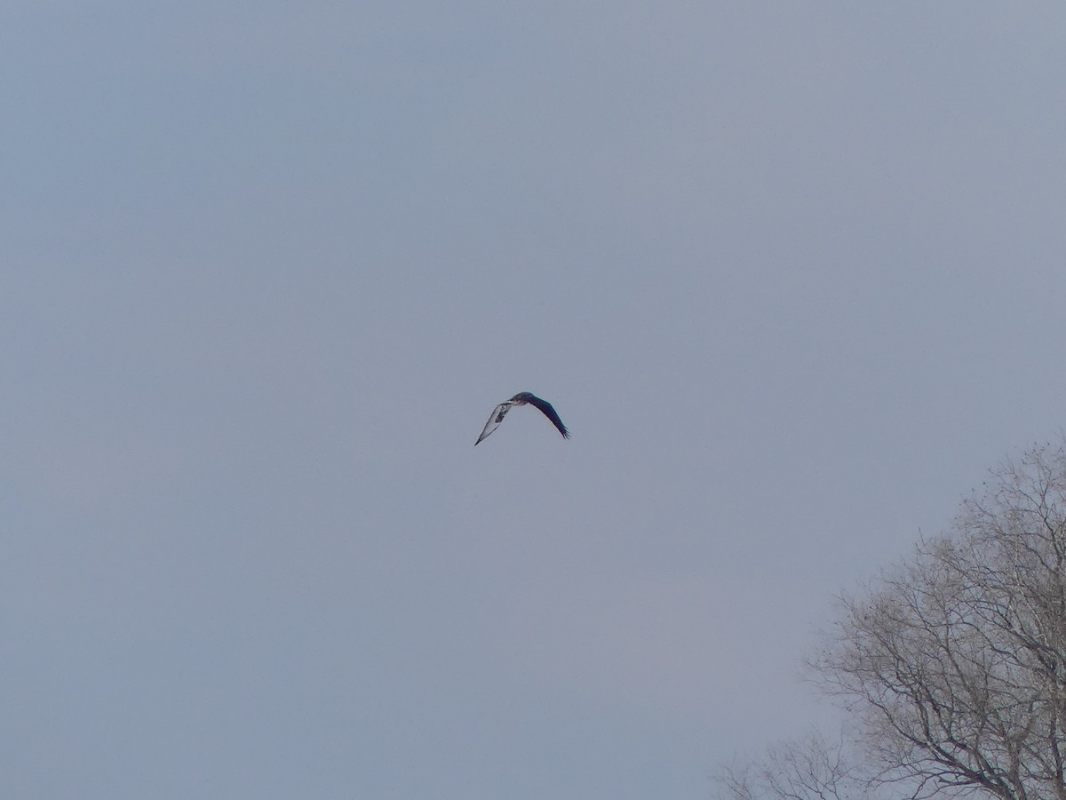 Зимняк - ML646833850