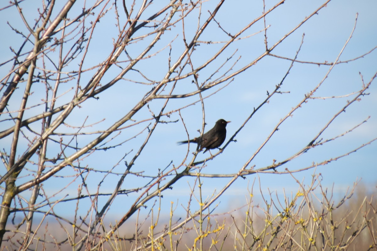 Хар хөөндэй - ML646833851