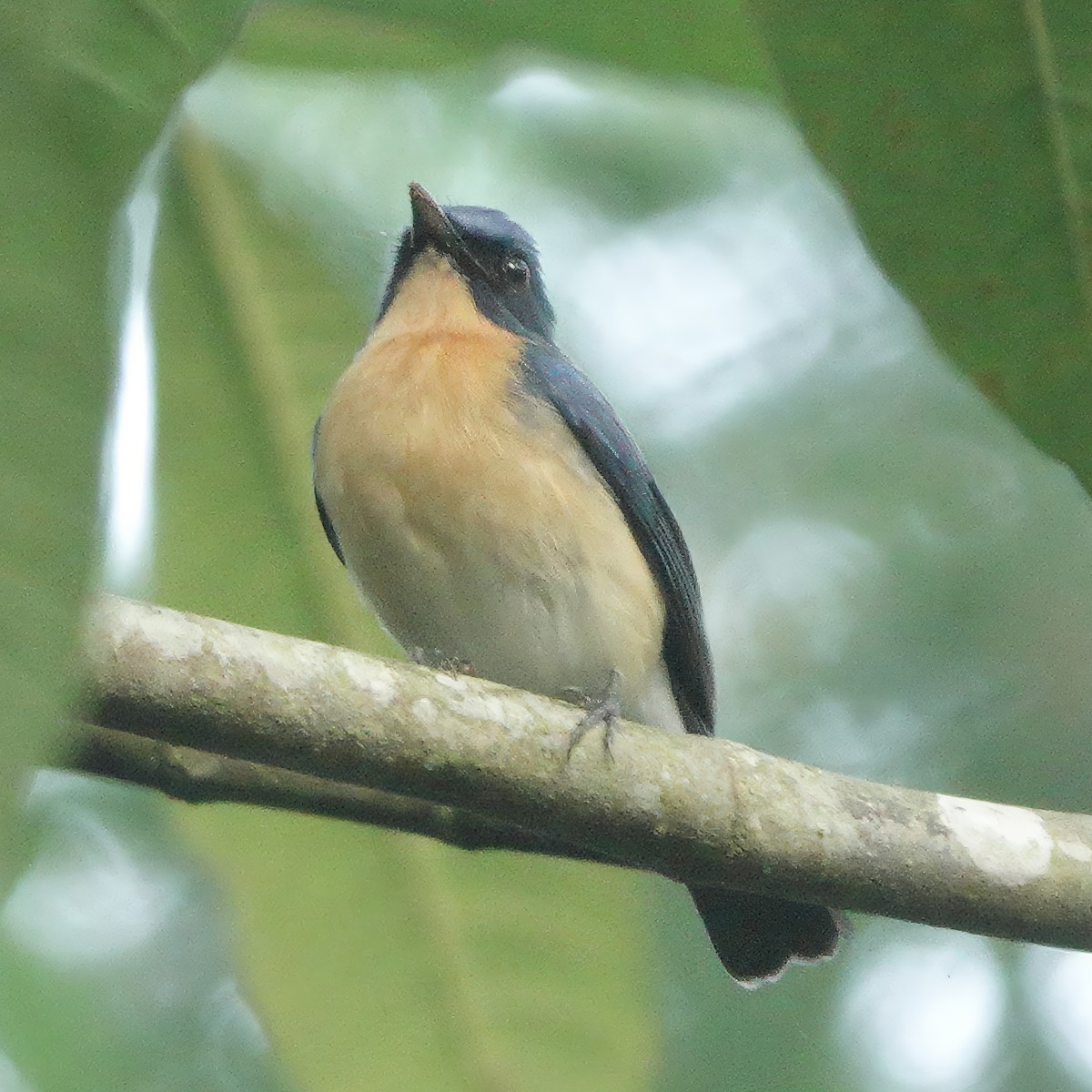 ノドアカヒメアオヒタキ - ML646833853