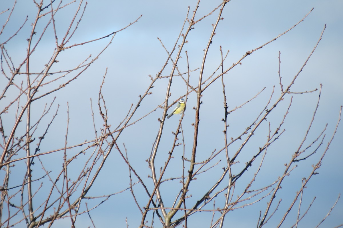 Өрнийн хөх бух - ML646833854