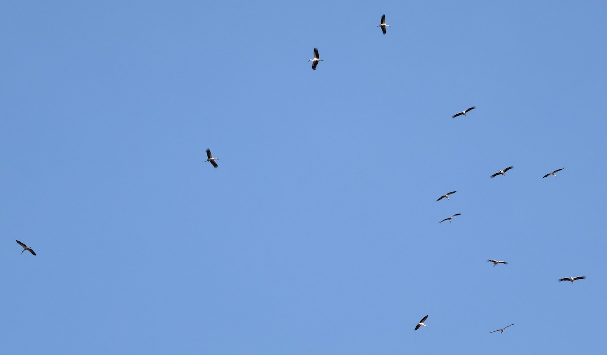 Oriental Stork - ML646833855