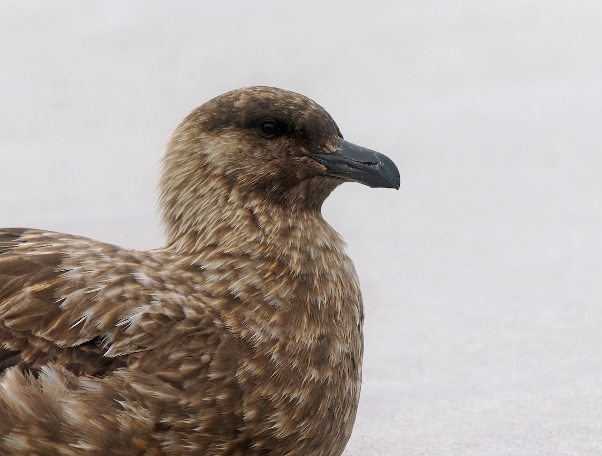 Brown Skua (Falkland) - ML646833856