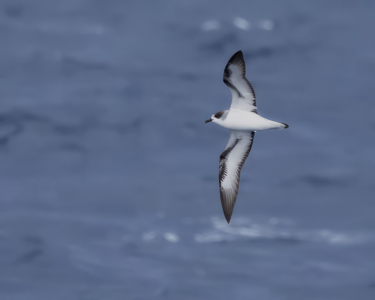 Barau's Petrel - ML646833857