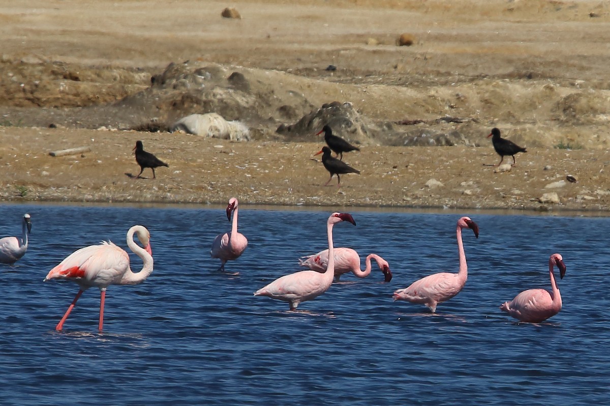 African Oystercatcher - ML646833858