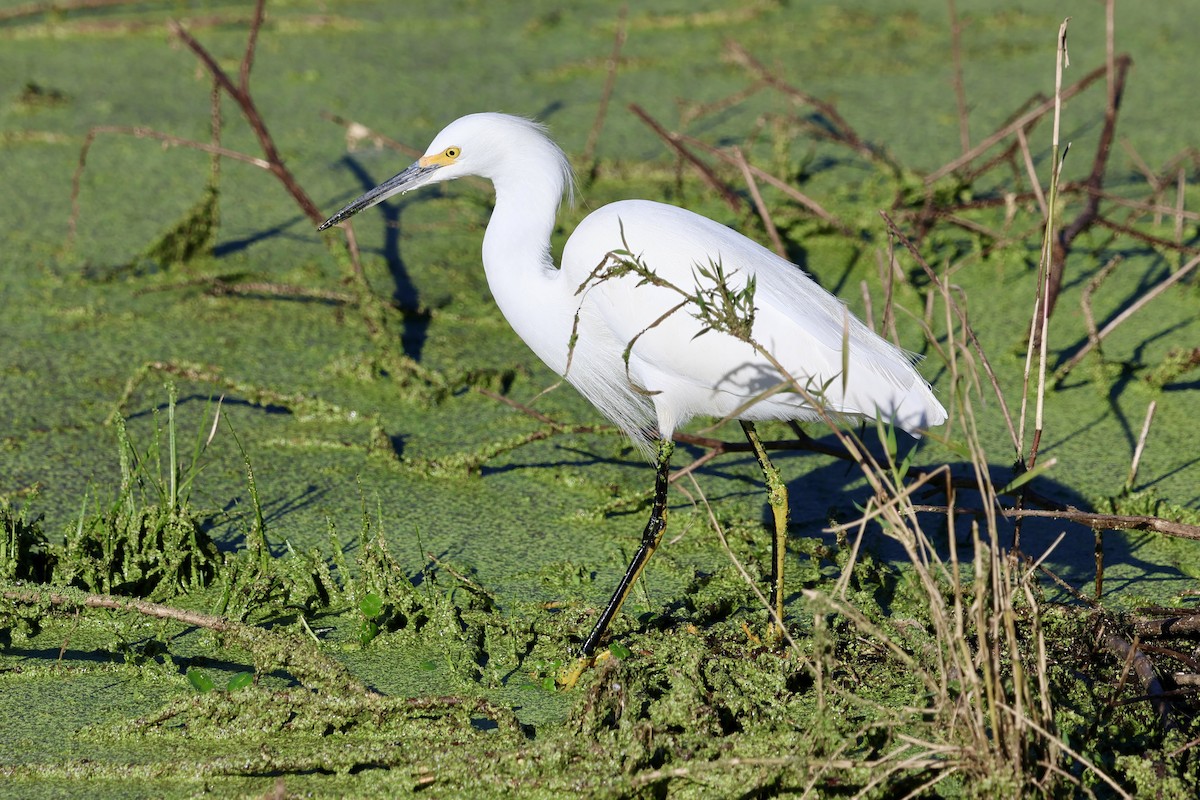 Snowy Egret - ML646833859