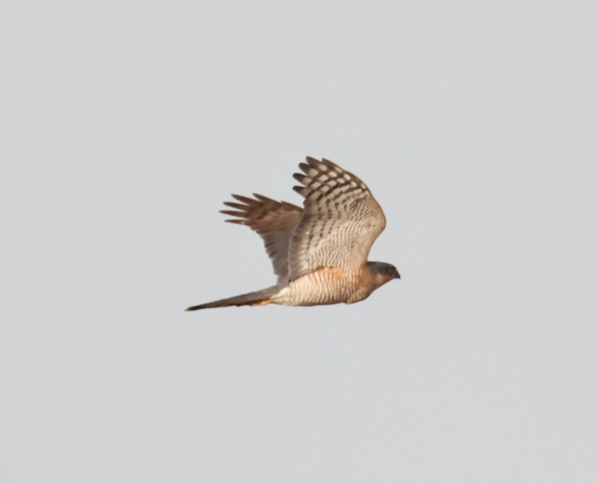 Eurasian Sparrowhawk - ML646833860