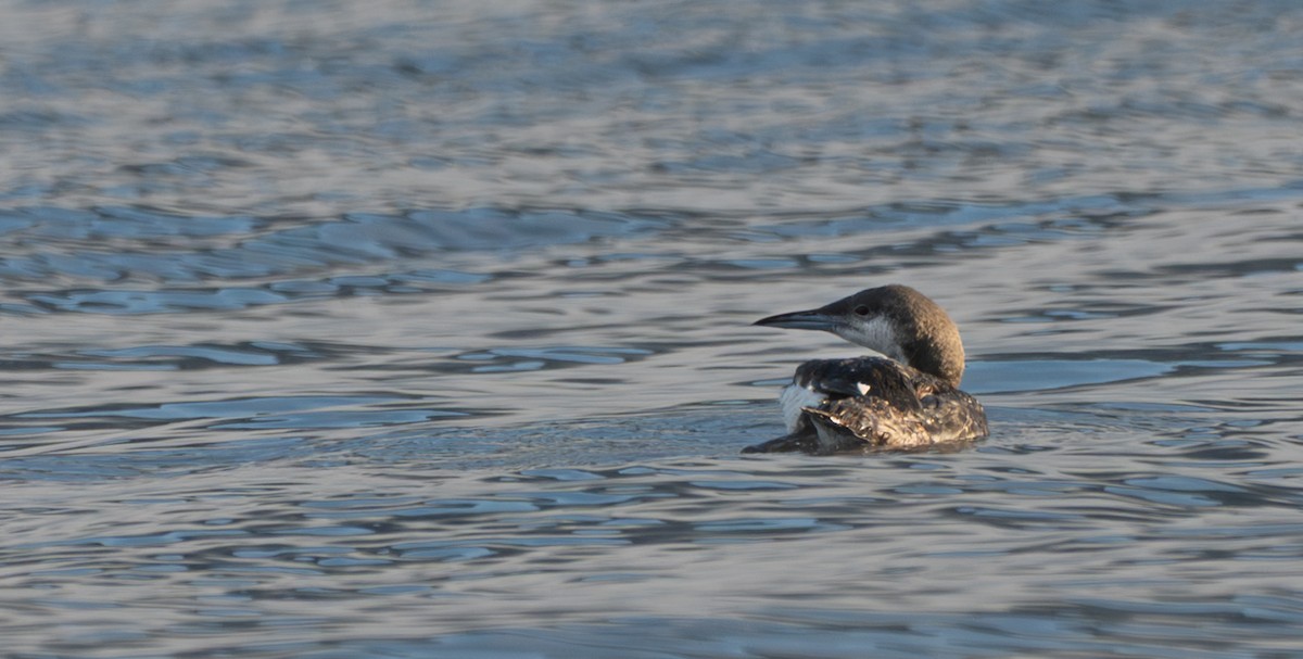 オオハム - ML646833862