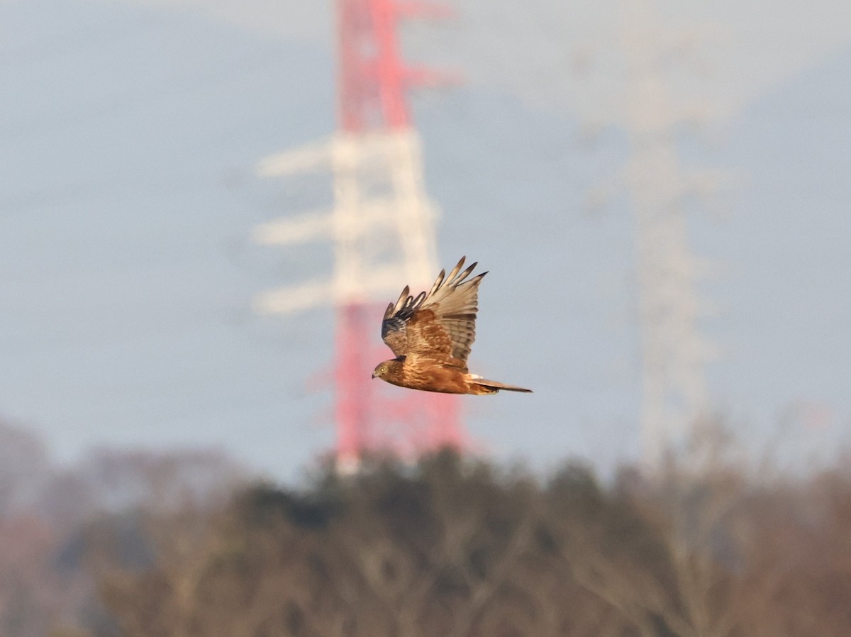 Eastern Marsh Harrier - ML646833863