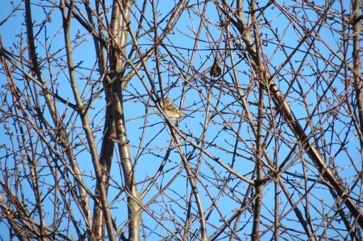 Алаг бужирга - ML646833864