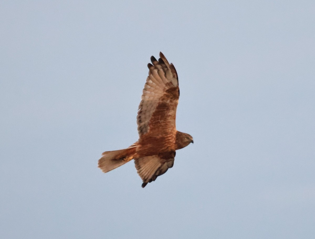 Eastern Marsh Harrier - ML646833865