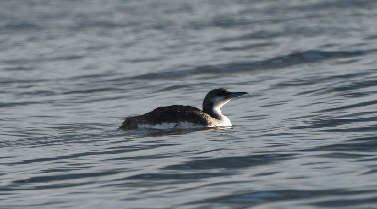 オオハム - ML646833866