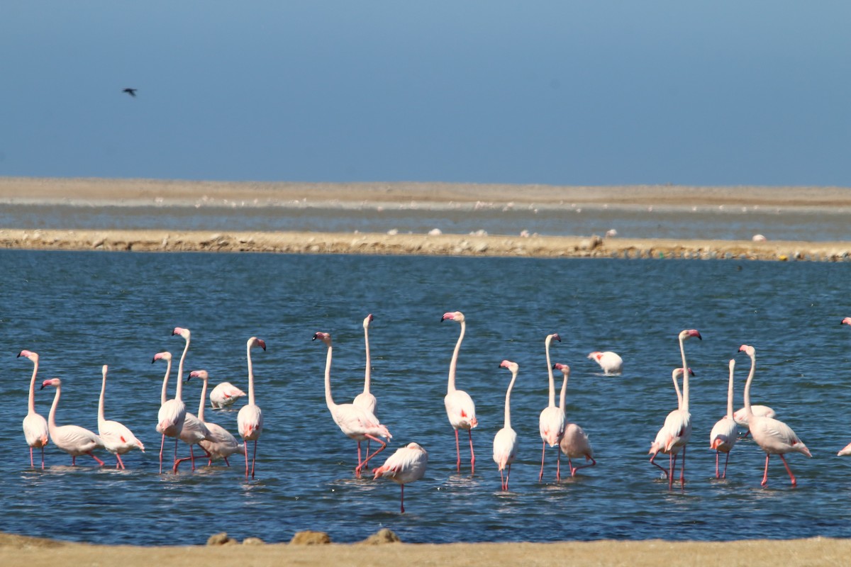 Greater Flamingo - ML646833867