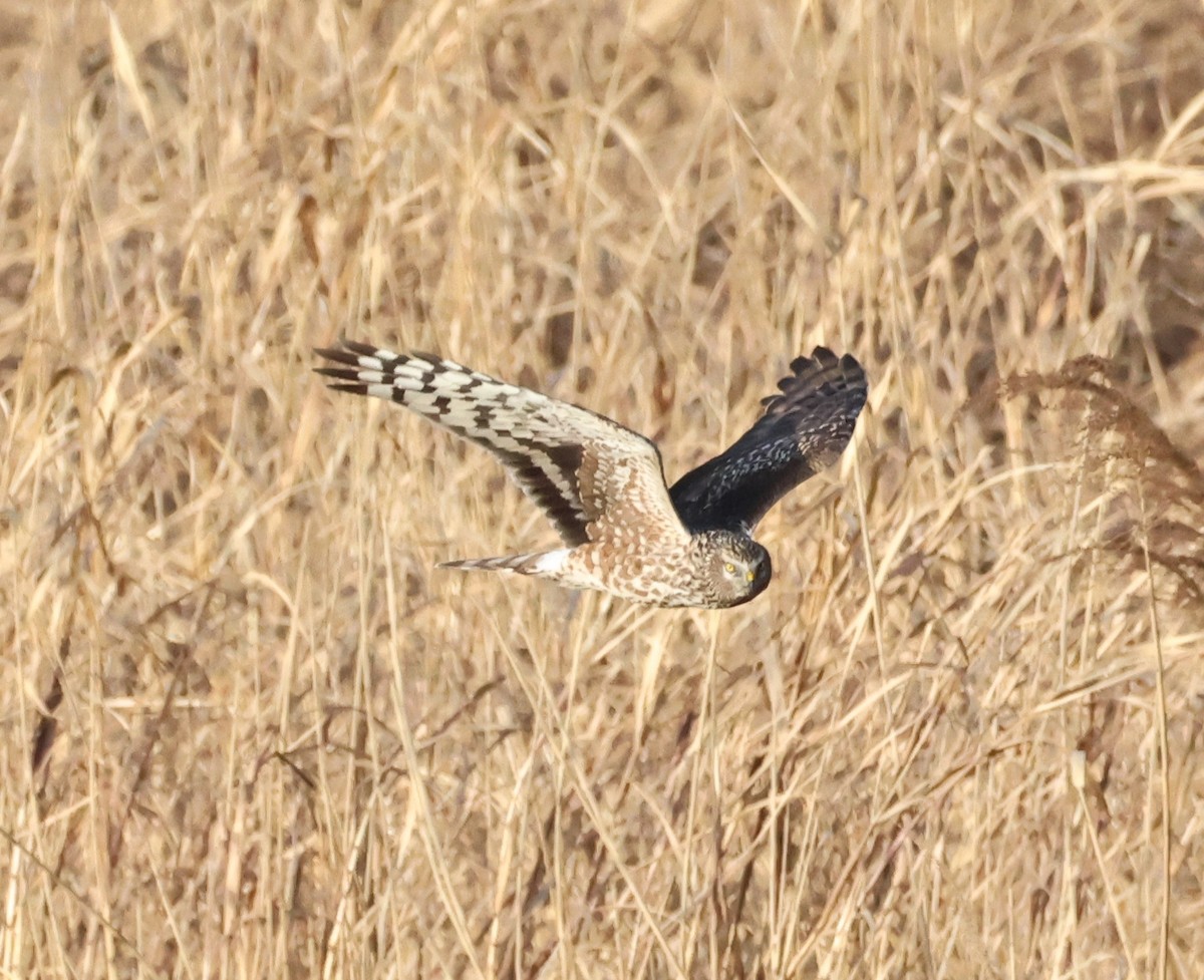 Hen Harrier - ML646833868