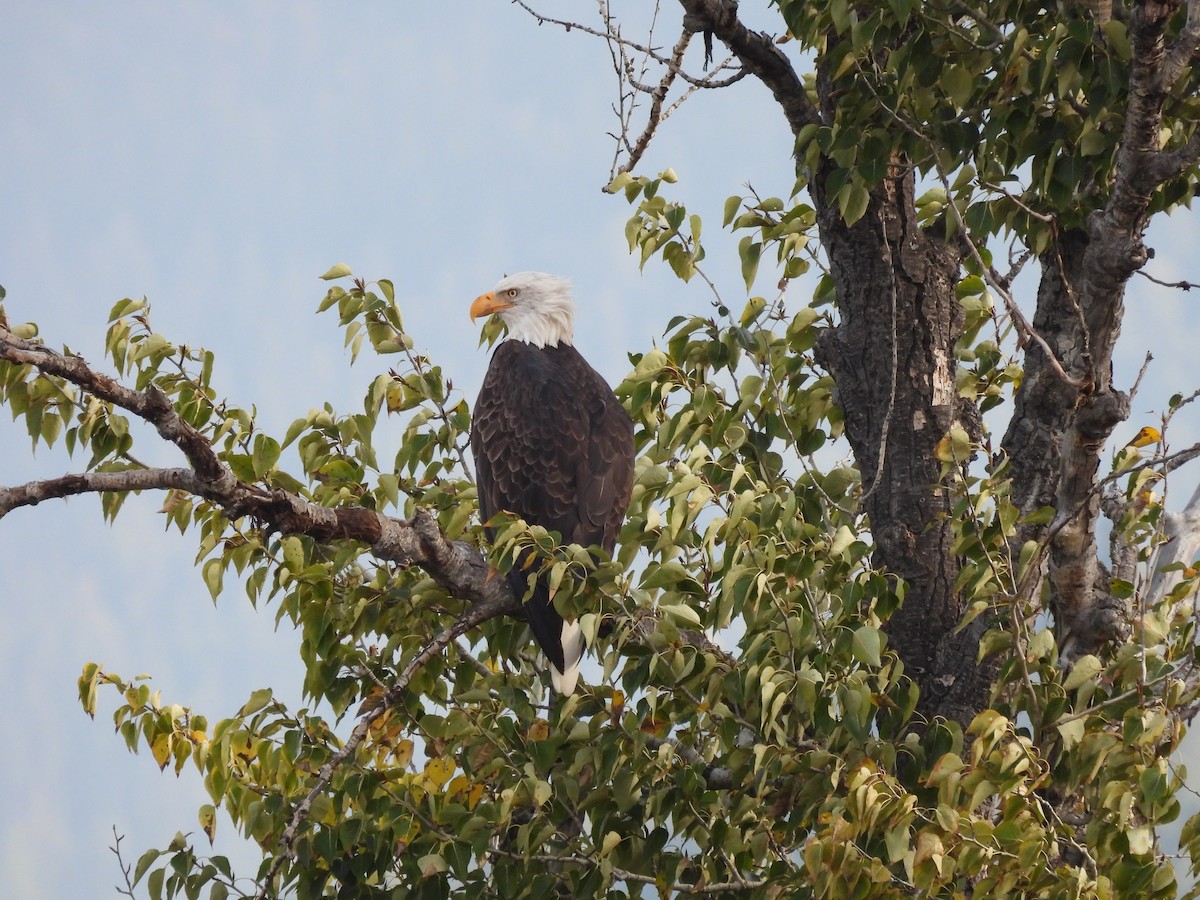 ハクトウワシ - ML646833869