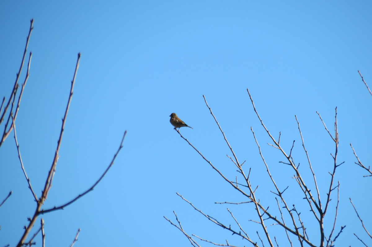 Алтан цэгцүүхэй - ML646833870