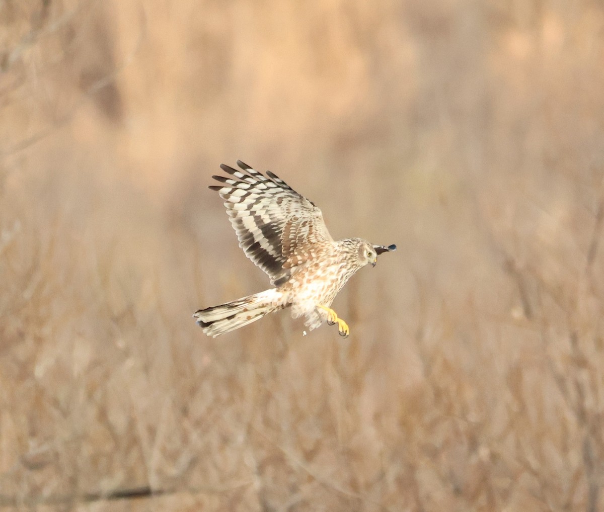 Hen Harrier - ML646833871