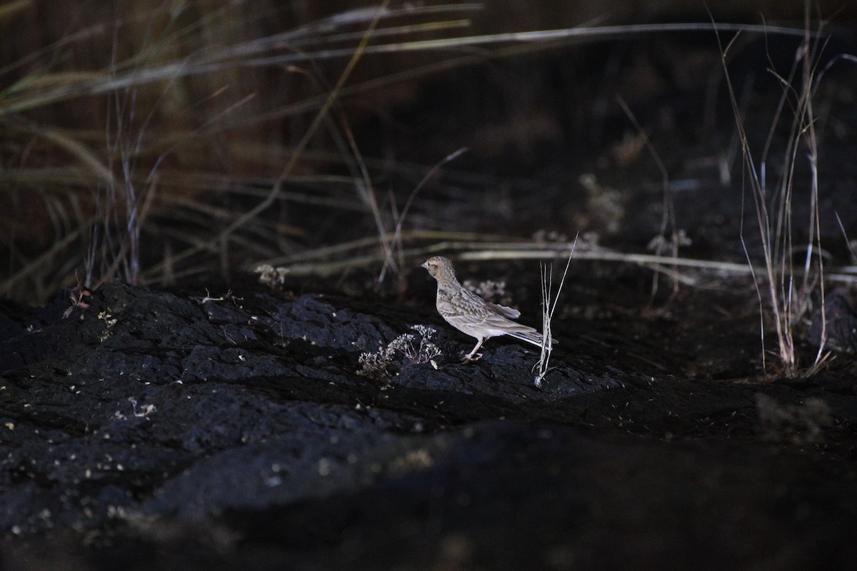 Terrera Oriental - ML646833872