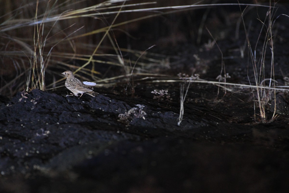 Terrera Oriental - ML646833873