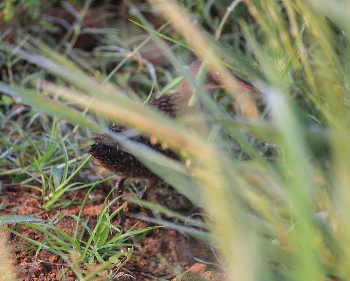 Slaty-breasted Rail - ML646833874