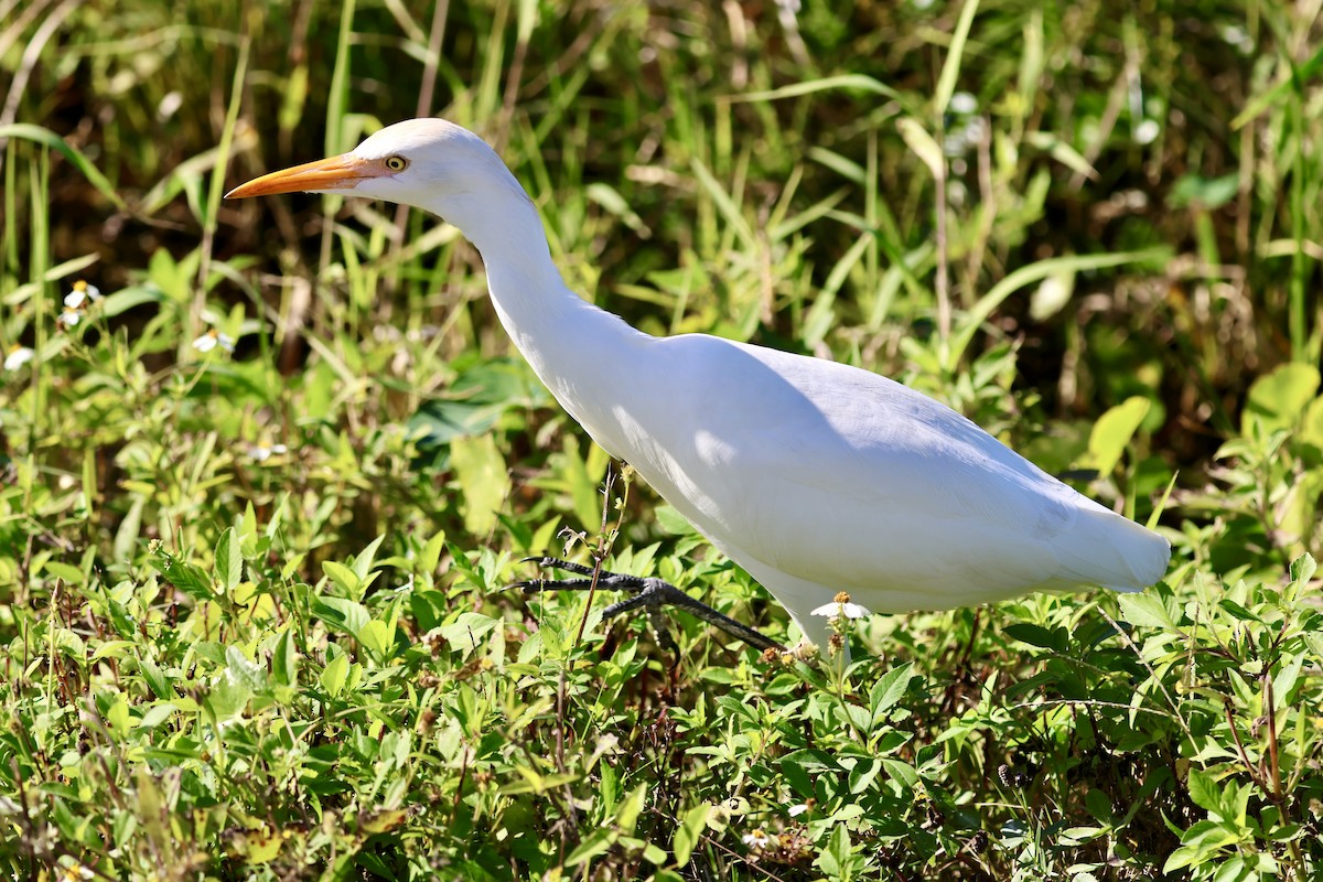 Koartzatxo itzaina - ML646833877