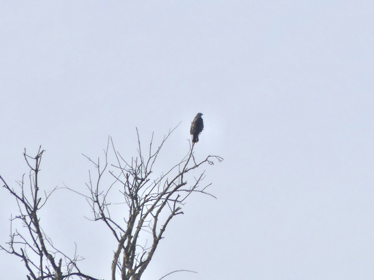 Зимняк - ML646833878