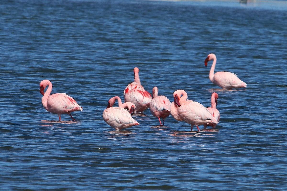 Lesser Flamingo - ML646833879