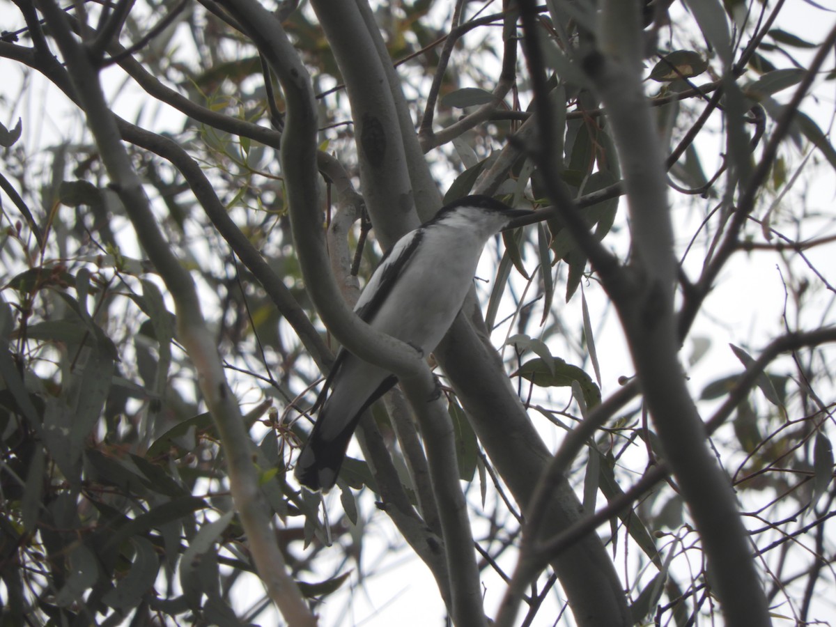 White-winged Triller - ML646833882