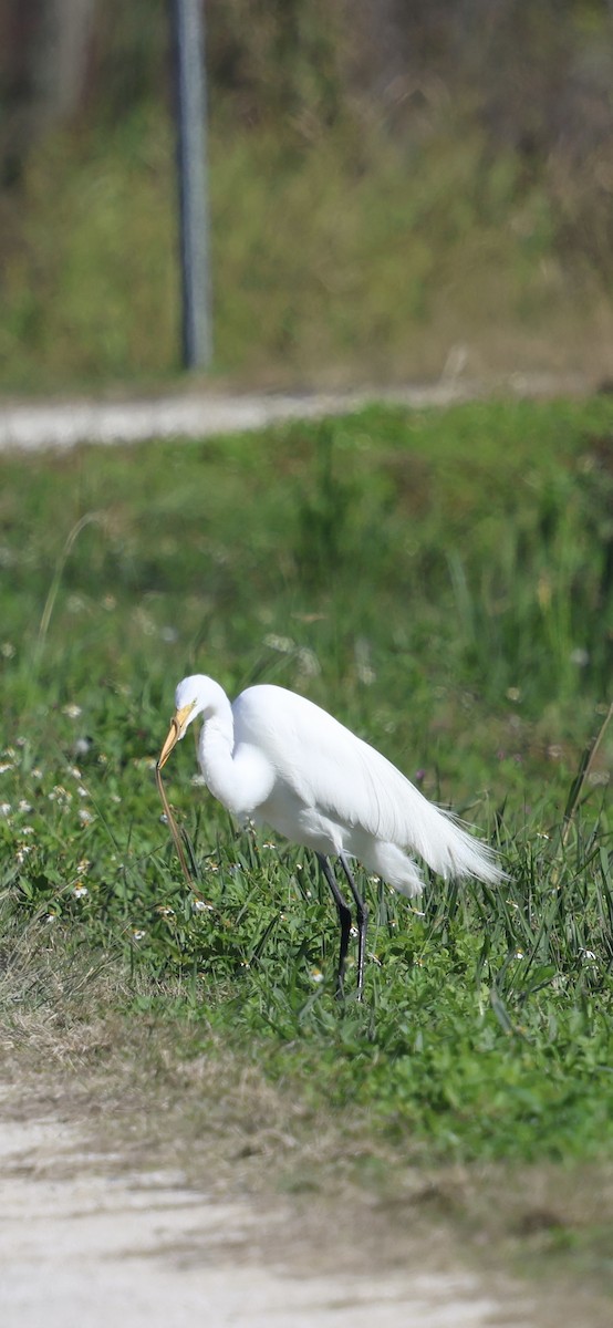 Koartza zuria - ML646833883