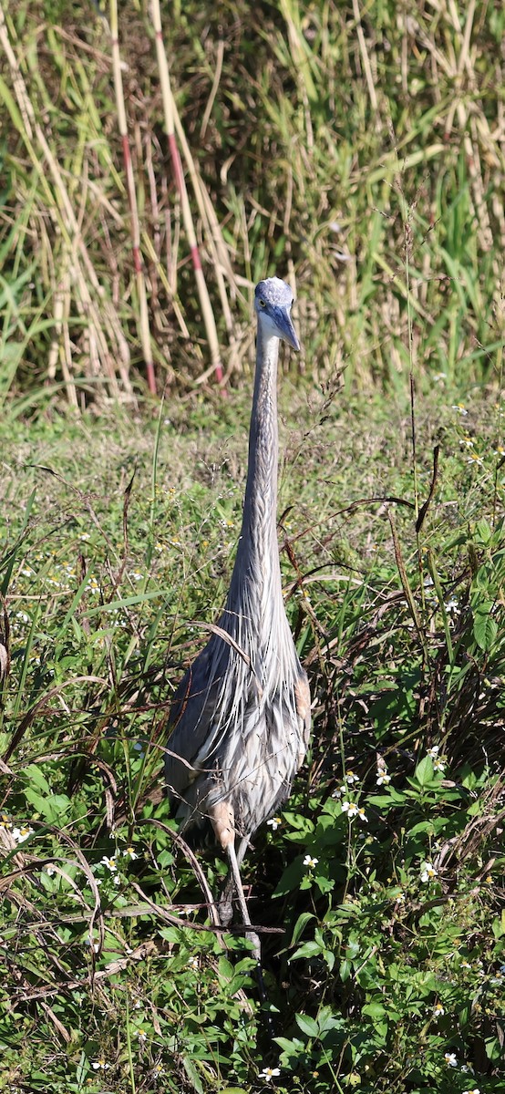 Koartza hauskara amerikarra - ML646833885