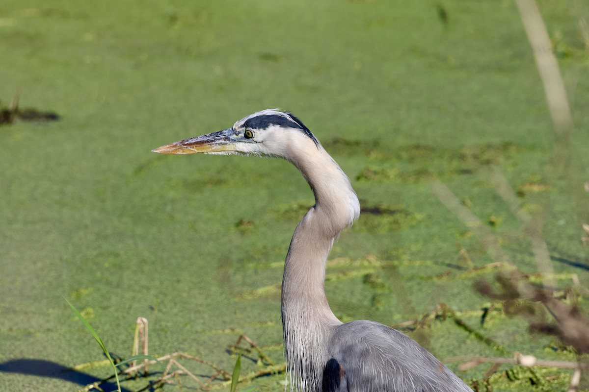 Koartza hauskara amerikarra - ML646833886