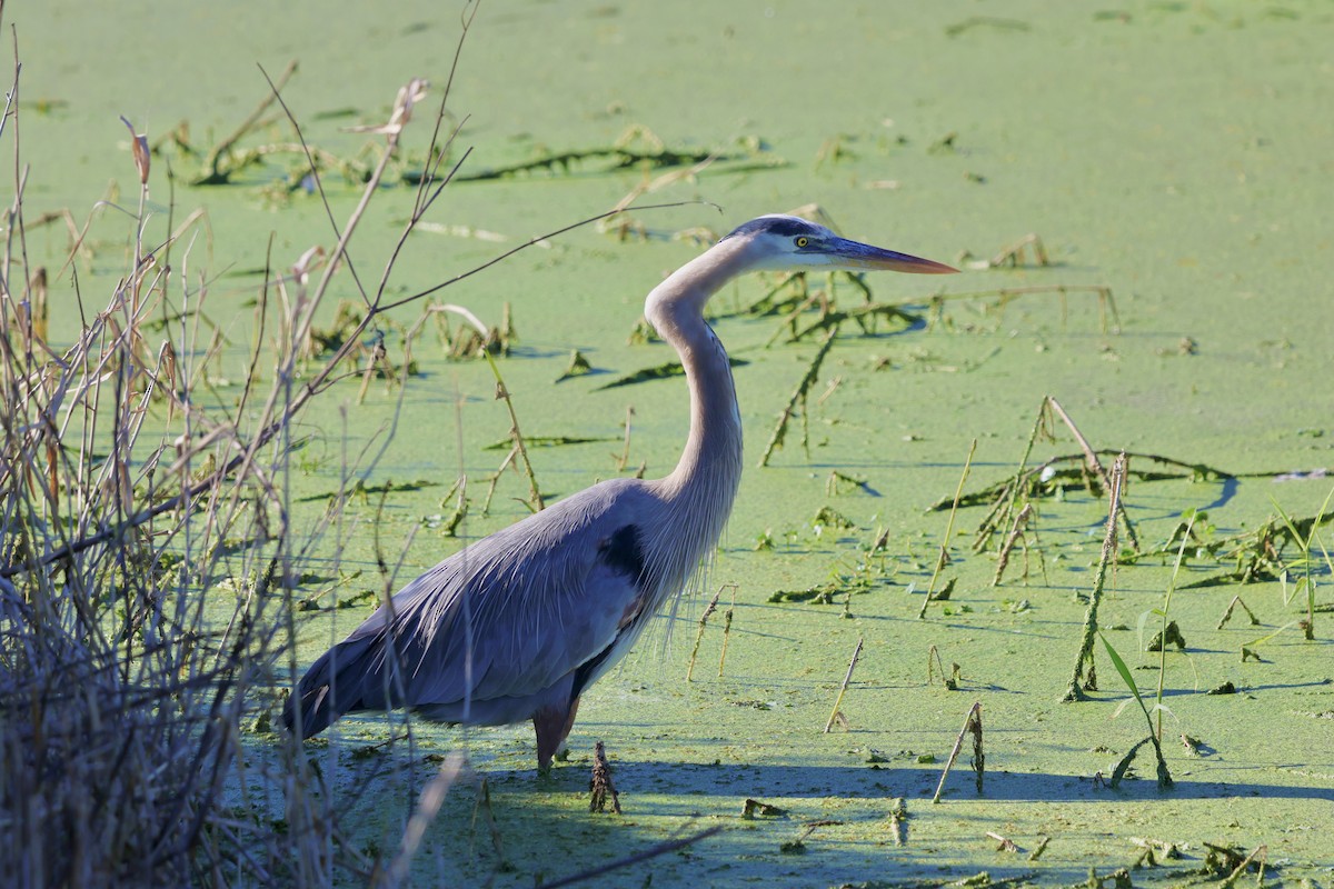 Koartza hauskara amerikarra - ML646833887