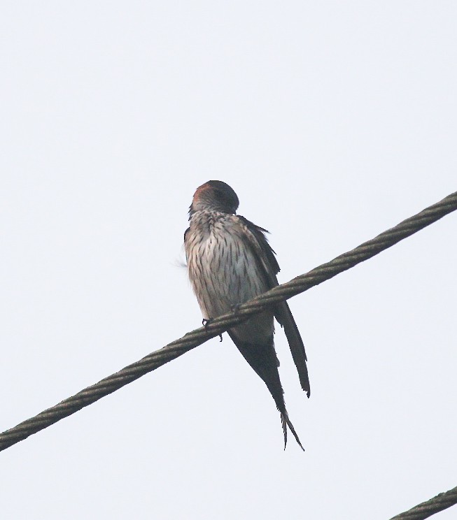 Ластівка рудопоперечна східна - ML646833889