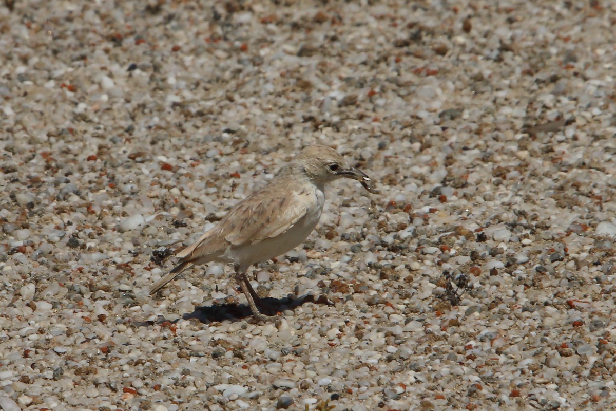 Gray's Lark - ML646833890